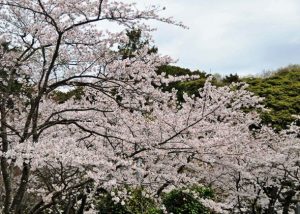 千葉県で桜が咲く春には、祥雲寺の周りに樹齢１００年の桜が満開となります。