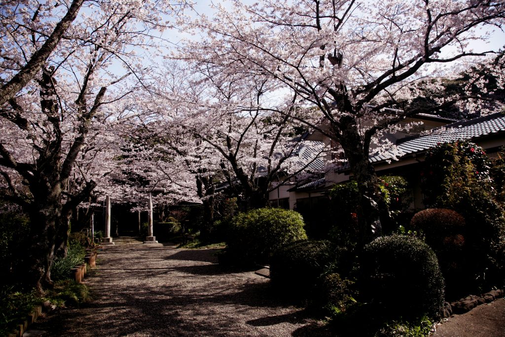 春には桜に囲まれたお寺となります