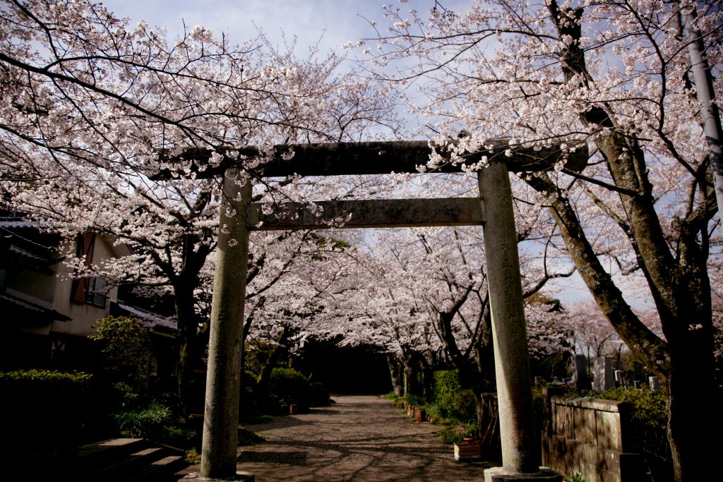 春には立派な桜で包まれます